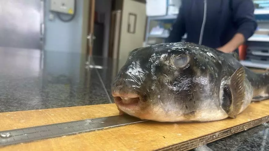 El IEO documenta dos nuevos ejemplares de peces globo potencialmente tóxicos en aguas de Cangas