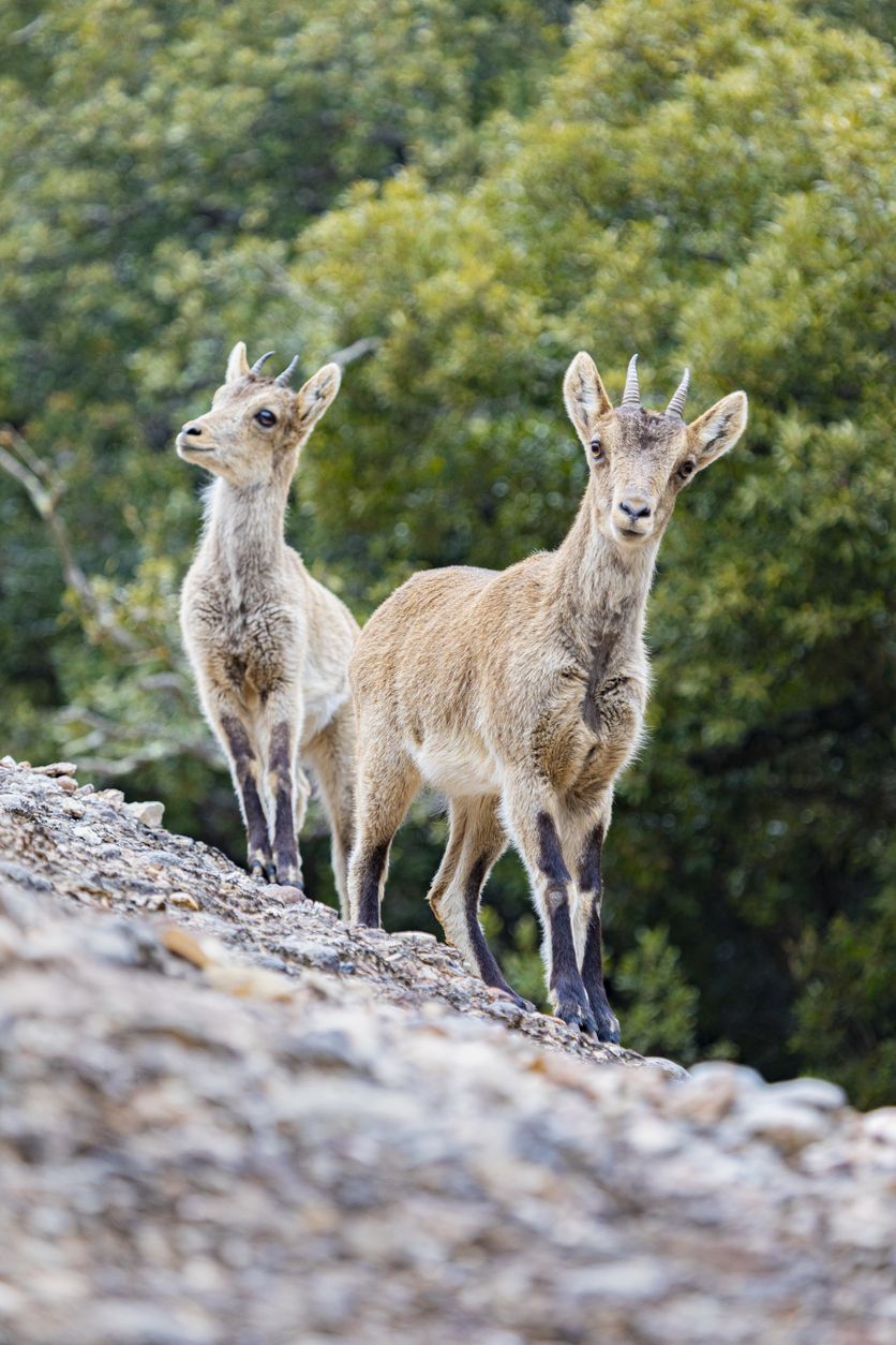 Si estás atento, podrás descubrir la fauna de Montserrat.