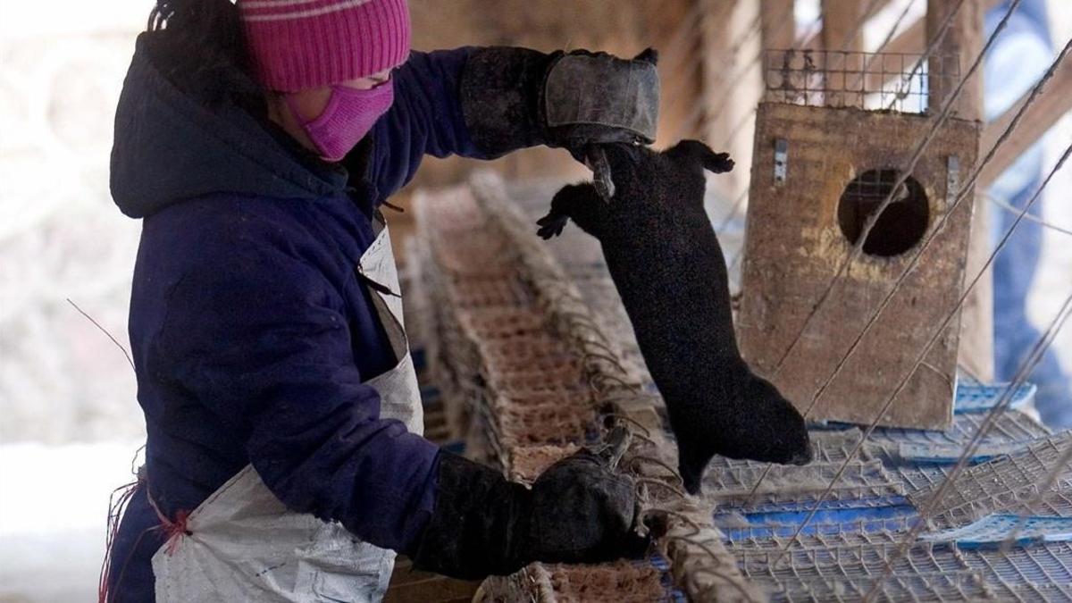 Un trabajador saca un visón negro en una granja situada en la ciudad china de Changchun.