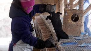 undefined9548473 daz08 harbin  china  11 12 08 un trabajador saca un vis n ne200402171603