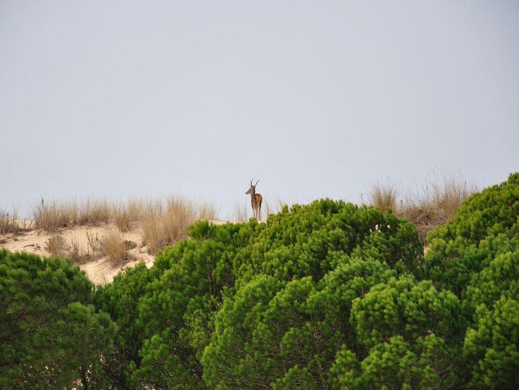 Ciervo entre los corrales y dunas de Doñana