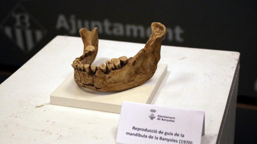 La mandíbula de Banyoles s’exposarà per primera vegada al públic al Museu Arqueològic que reobrirà "abans de Nadal"