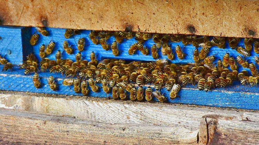 Las abejas, amenazadas
