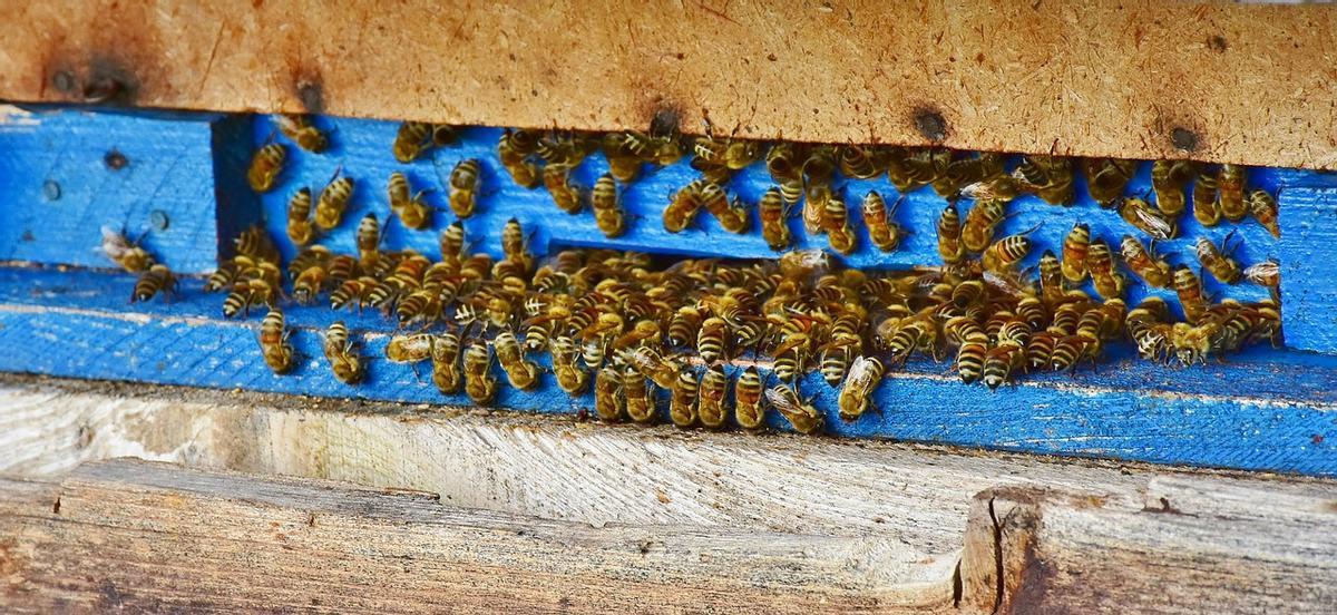 Las abejas, amenazadas
