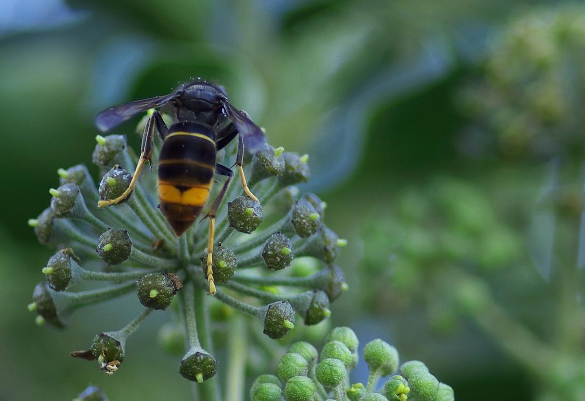 Avispa asiatica