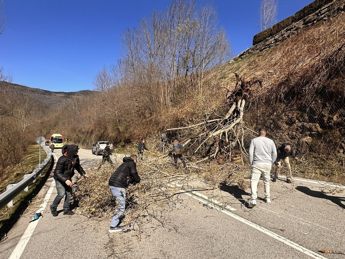 Diverses persones retirant un arbre a Molló