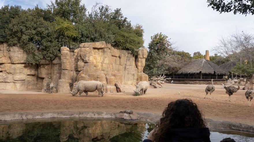 Bioparc incorpora dos nuevos rinocerontes, Kwanza y Martin