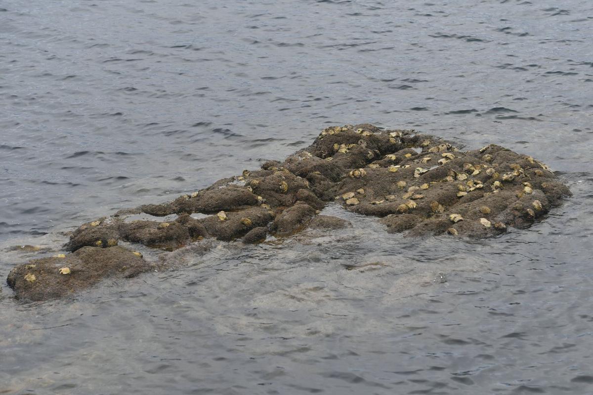 Ostras Rizadas en el castillo de San Anton, especie invasora