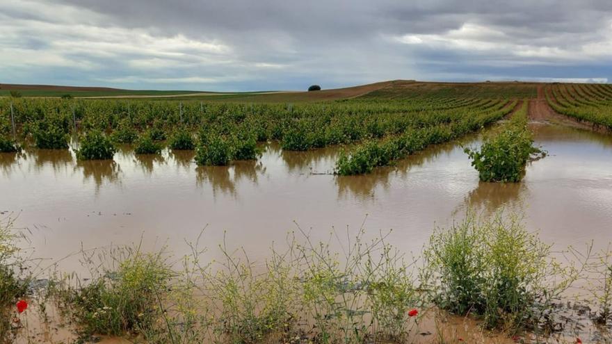 Agua embalsada en un viñedo de la comarca de la Guareña durante el fin de semana. | Cedida