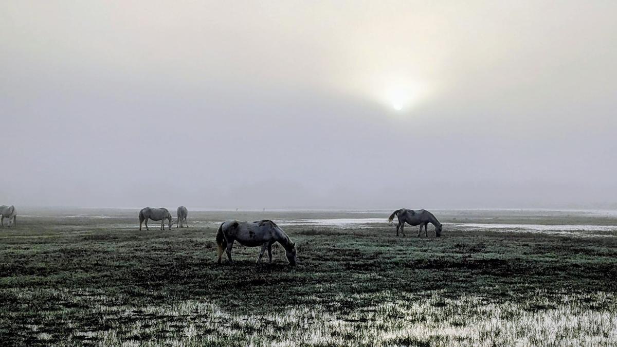 Imagen del parque natural dels Aiguamolls de l'Empordà