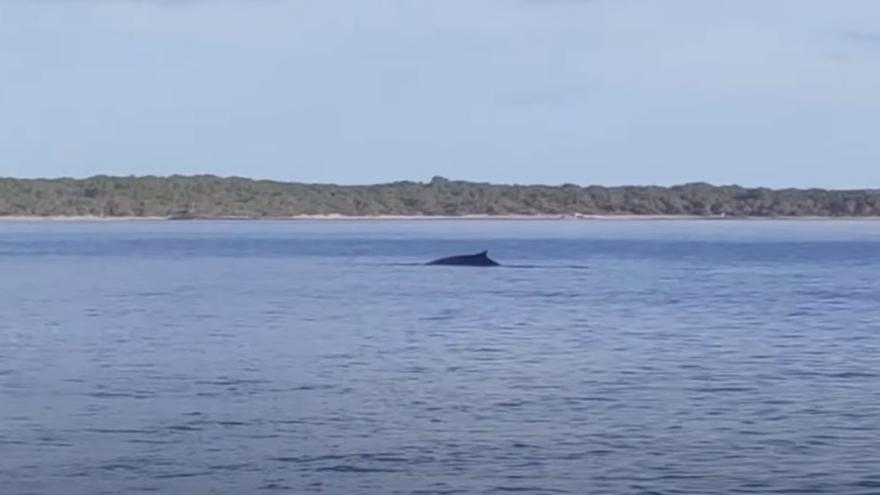 Die Wale schwammen etwa eine Stunde vor dem Es Trenc.