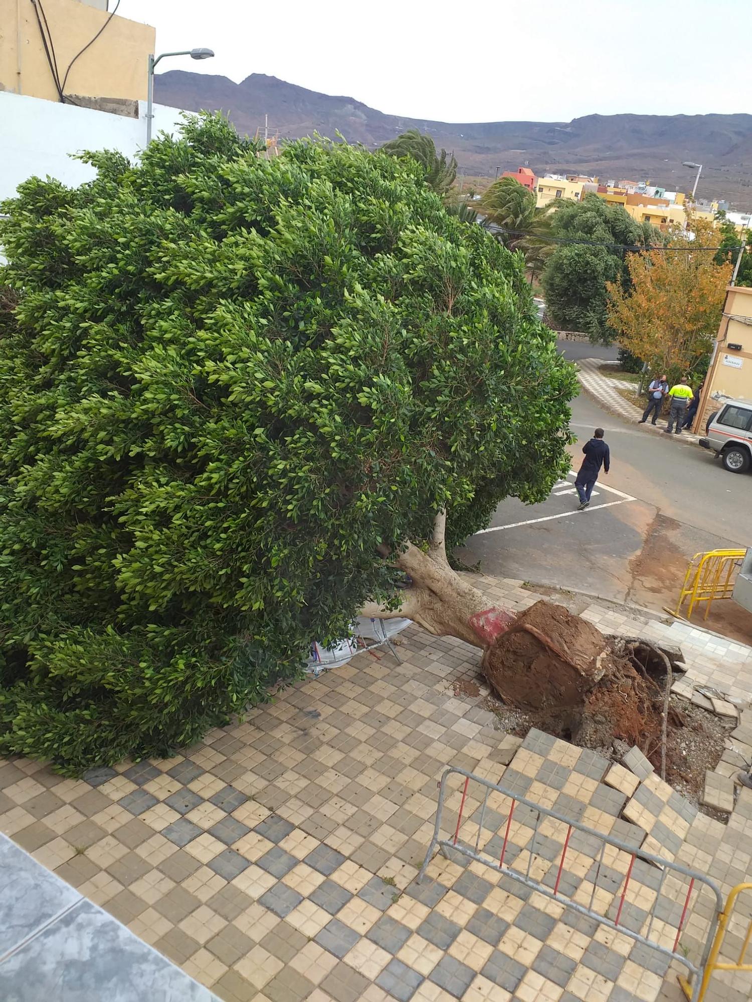 El fuerte viento derriba un árbol de grandes dimensiones en Agüimes