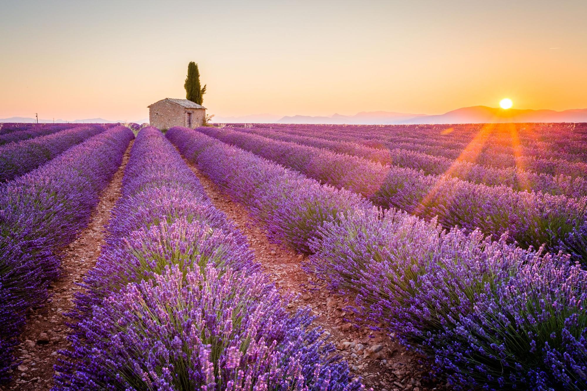 Campos de lavanda en Provenza