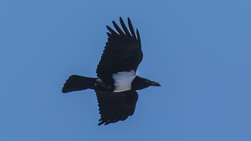 El cuervo africano: una especie invasora en el Puerto de Las Palmas