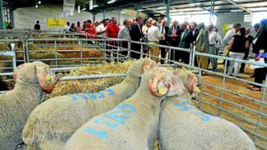 Monago pide un impulso a la productividad ovina
