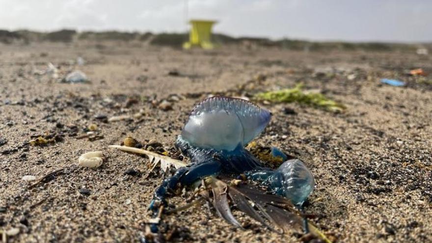 Alertan de la presencia de medusas “extremadamente tóxicas” en Fuerteventura