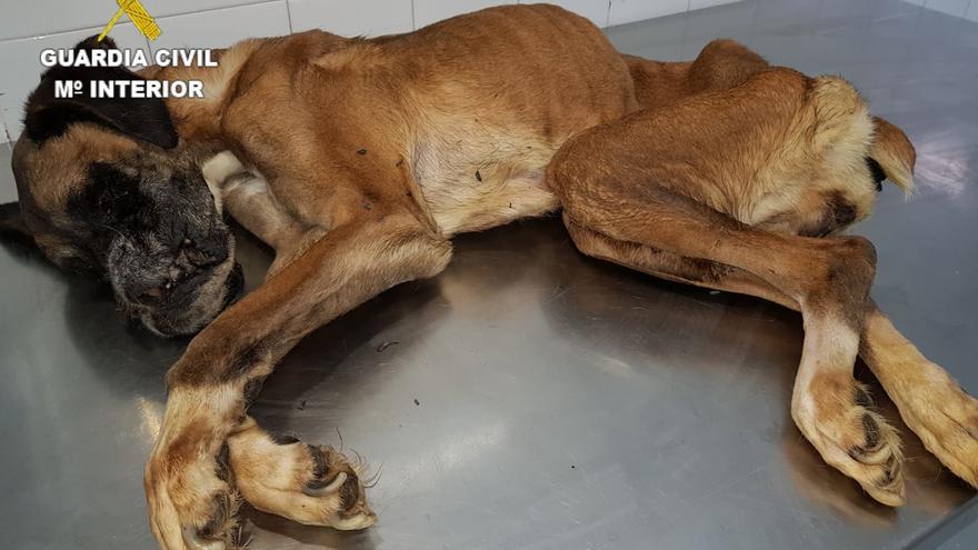 Investigado un vecino de Miño tras abandonar a una perra y dejarla morir de inanición