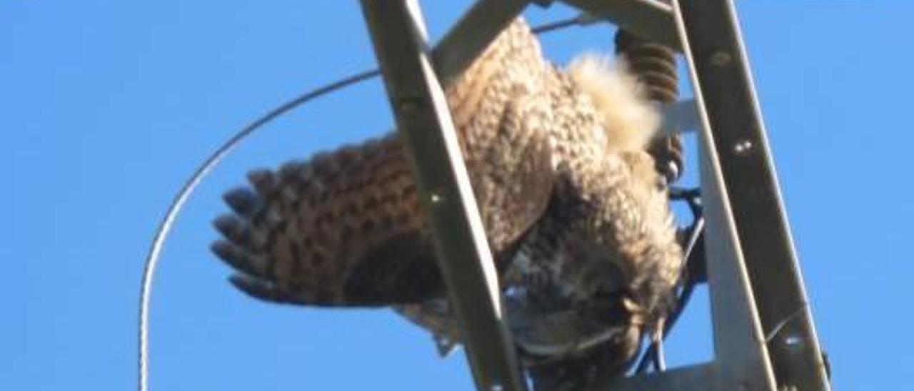 Una ave fallecida enganchada en una torre.