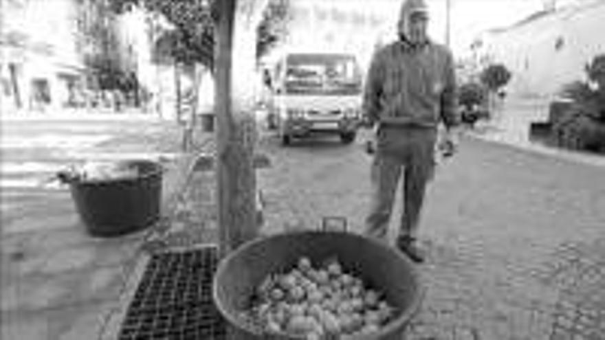 Trabajadores podan los naranjos de San Juan