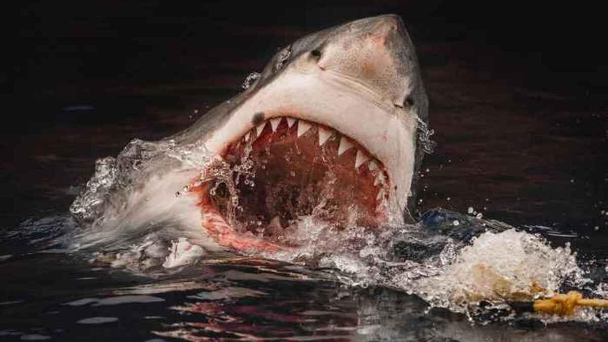 Imagen de archivo de un tiburón blanco