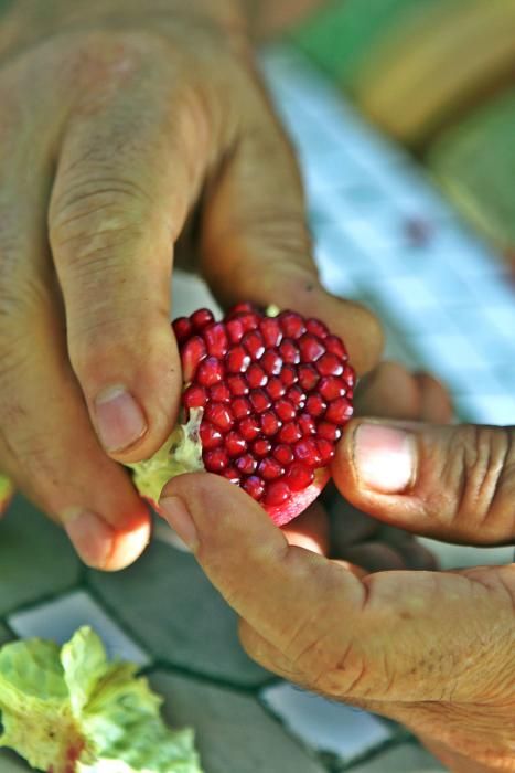 Auf der Bio-Finca S’Hort de Son Morro wachsen rund 500 Bäume, die ab jetzt reife Granatäpfel tragen. Besitzer José Romero weiß, welche Sorten besonders gut munden – und wie man die Früchte am besten s