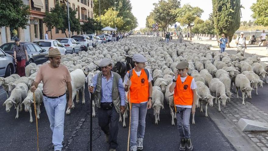 Balidos, cencerros y cagarrutas: 2.000 ovejas pasan por Córdoba en