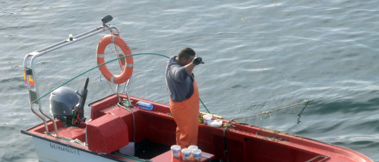 Mariscadores de a flote, dirigentes del sector y depuradores confirman que &quot;no hay nada que rascar&quot; con el libre marisqueo. En la foto, uno de los &quot;rañeiros&quot; que ayer estrenaron la campaña.