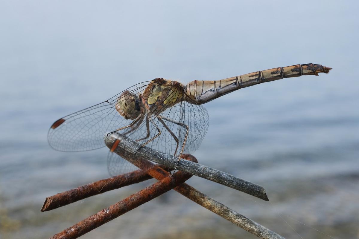 Los insectos acuáticos o semi-acuáticos son más resistentes a las lluvias estivales que los terrestres.