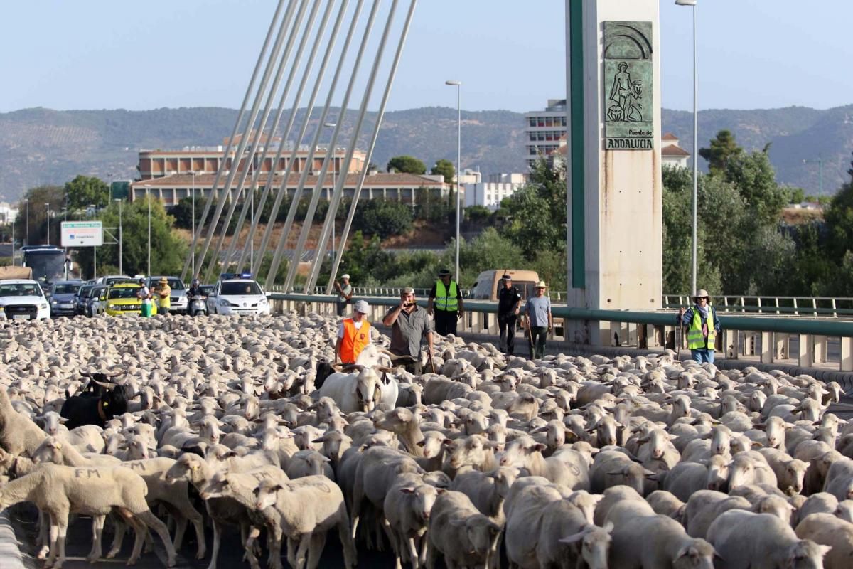 Las ovejas, a su paso por Córdoba