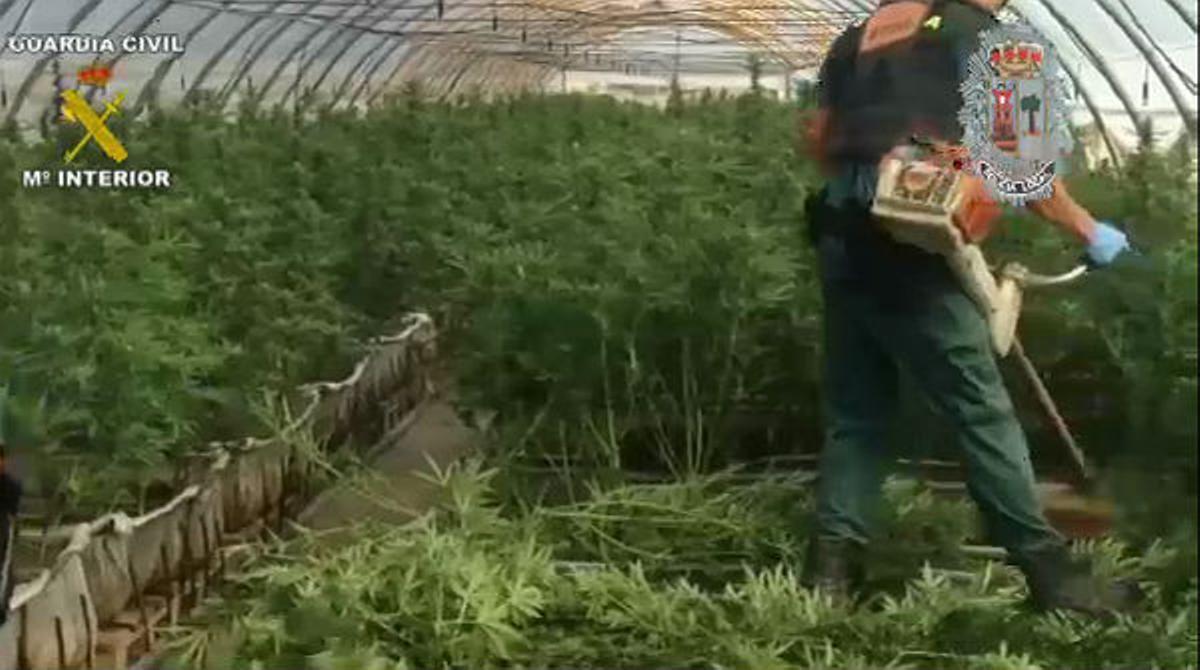 El pes net de les 14.000 plantes de marihuana confiscades per la Guàrdia Civil ronda les tres tones.