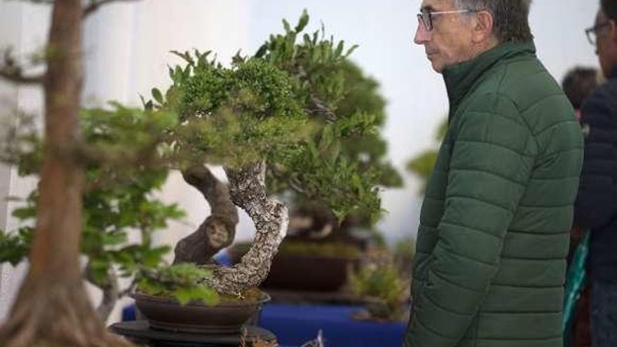 El club de bonsai de A Estrada realizará una muestra.