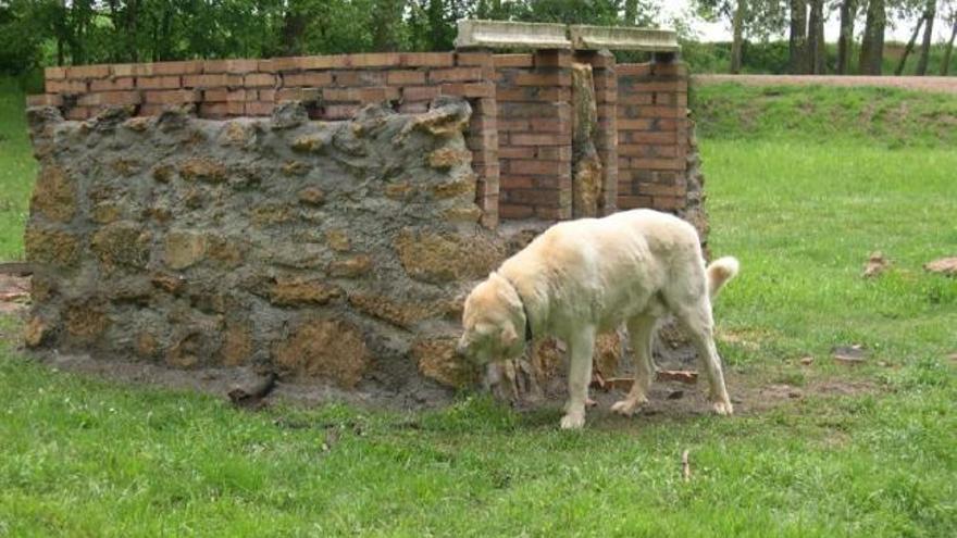 Un perro junto a la barbacoa que se está construyendo en la zona cercana al arroyo de la Huerga en San Esteban del Molar.