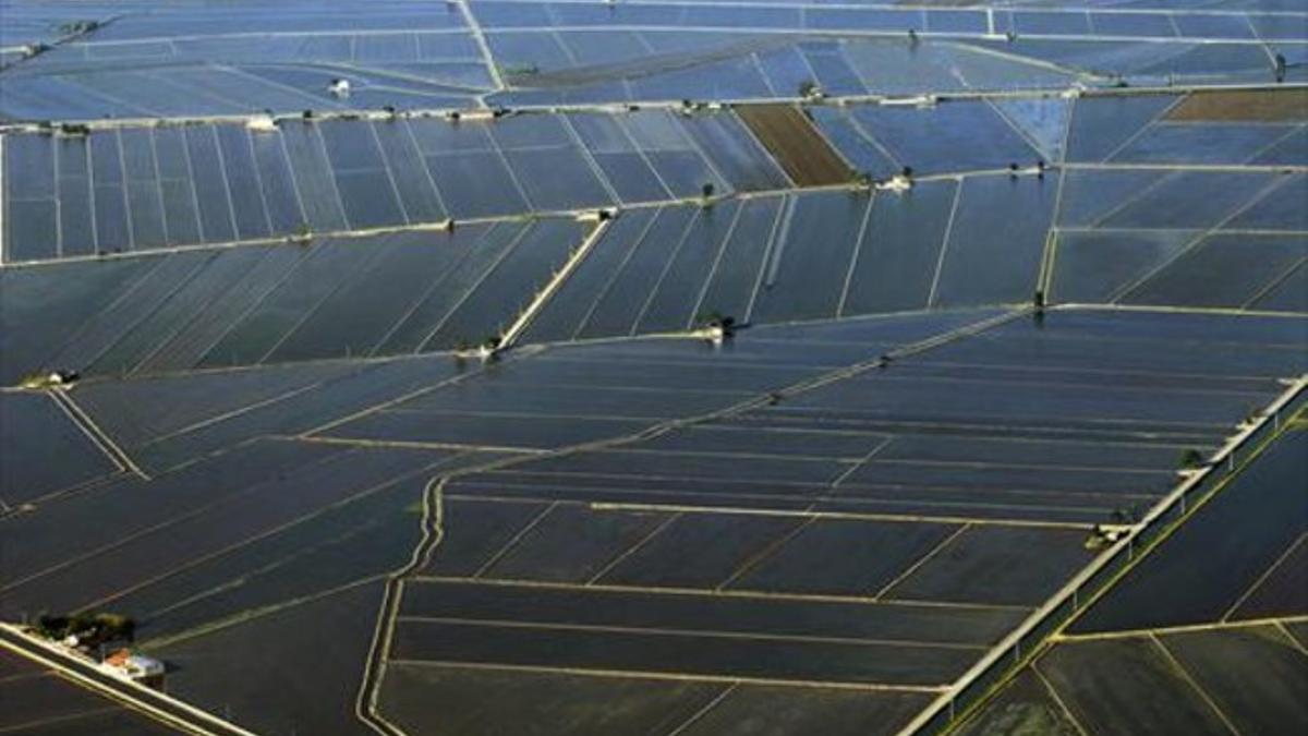 Campos de arrozales inundados de agua en la zona del delta del Ebro.