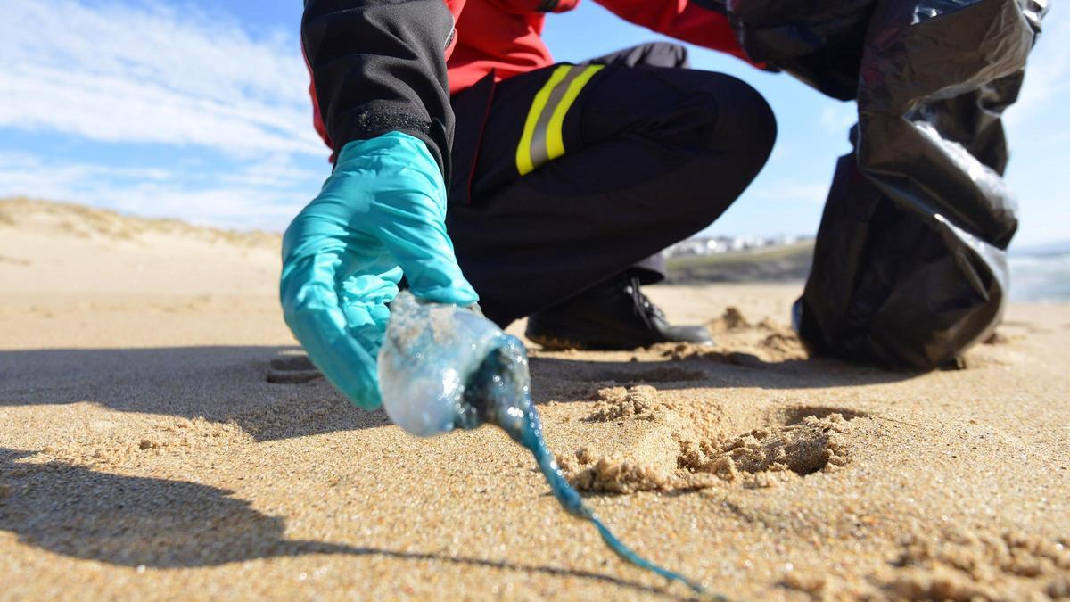 Un miembro de Emergencias Sanxenxo retira una carabela portuguesa de la playa.