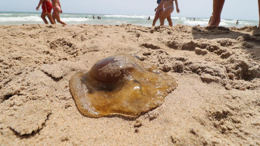 Una  medusa 'huevo frito' en El Campello.