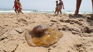 Una medusa ’huevo frito’ en El Campello.