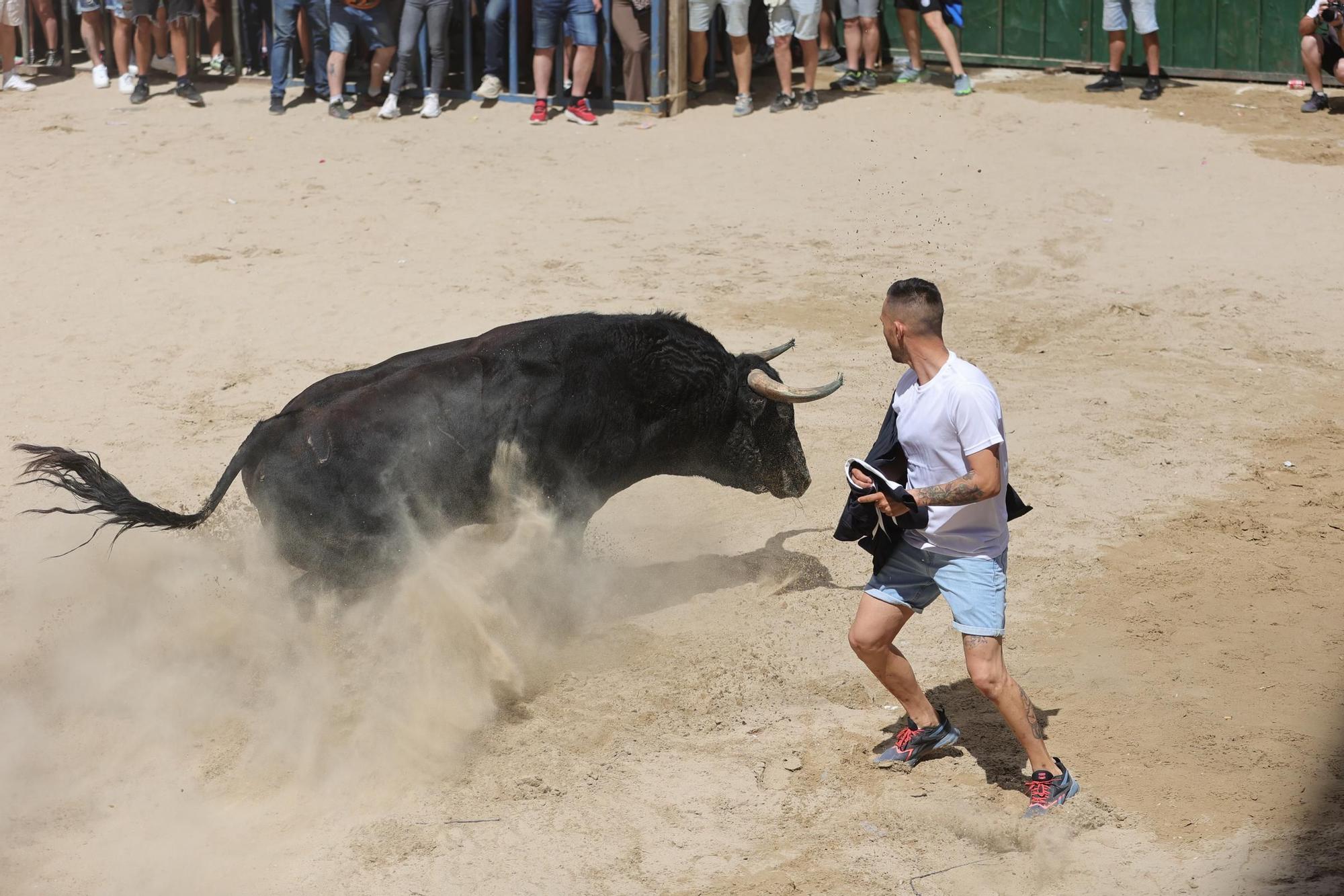 Encierro de cerriles en las fiestas de Sant Pere del Grau