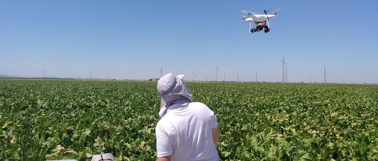 Un dron sobrevuela un cultivo en Córdoba, en una imagen de archivo.
