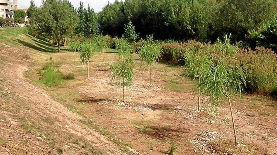 Plantació de salzes al tram urbà del riu Cardener a Sant Joan