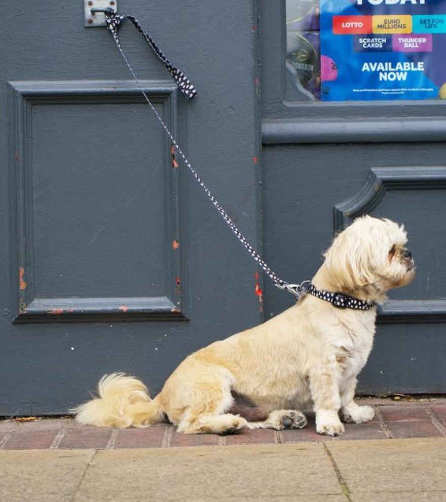 La elevada sanción a la que puedes enfrentarte por dejar a tu perro atado en la puerta de los establecimientos
