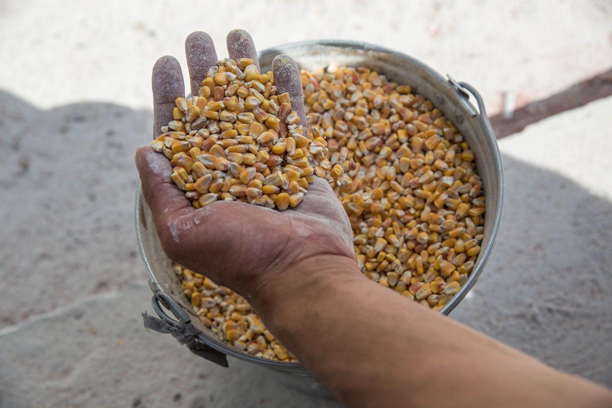 España ayudará a sacar grano de Ucrania y lo almacenará en Tarragona y Barcelona.