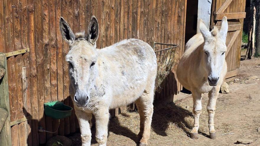 O burro Cándido