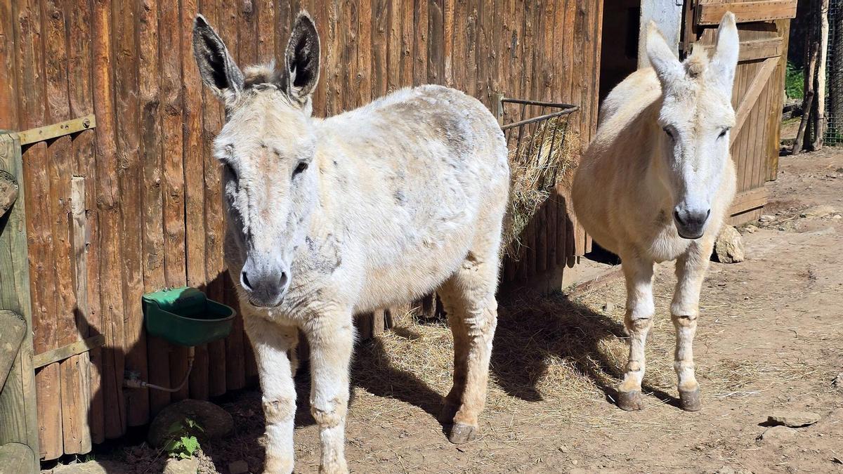 Os dous burros fariñeiros de VigoNature, na Madroa.