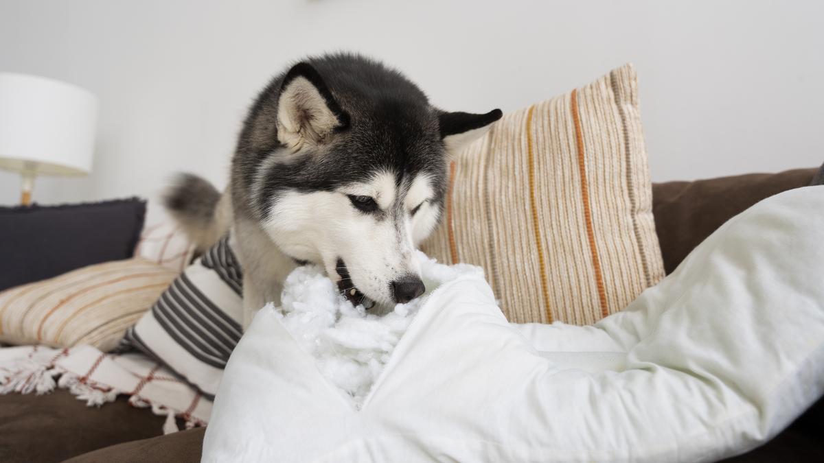 No hay tratamiento contra la rabia para los animales