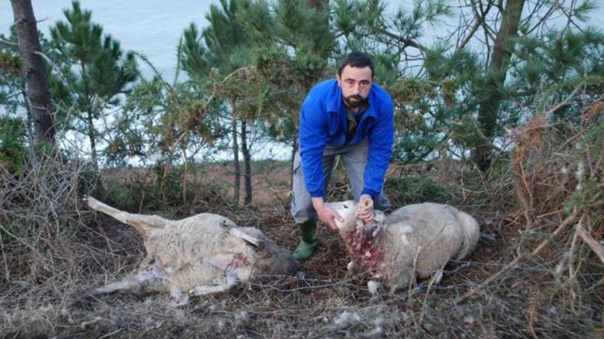 Francisco Tuero muestra las heridas de una oveja aún viva al lado de otra muerta.