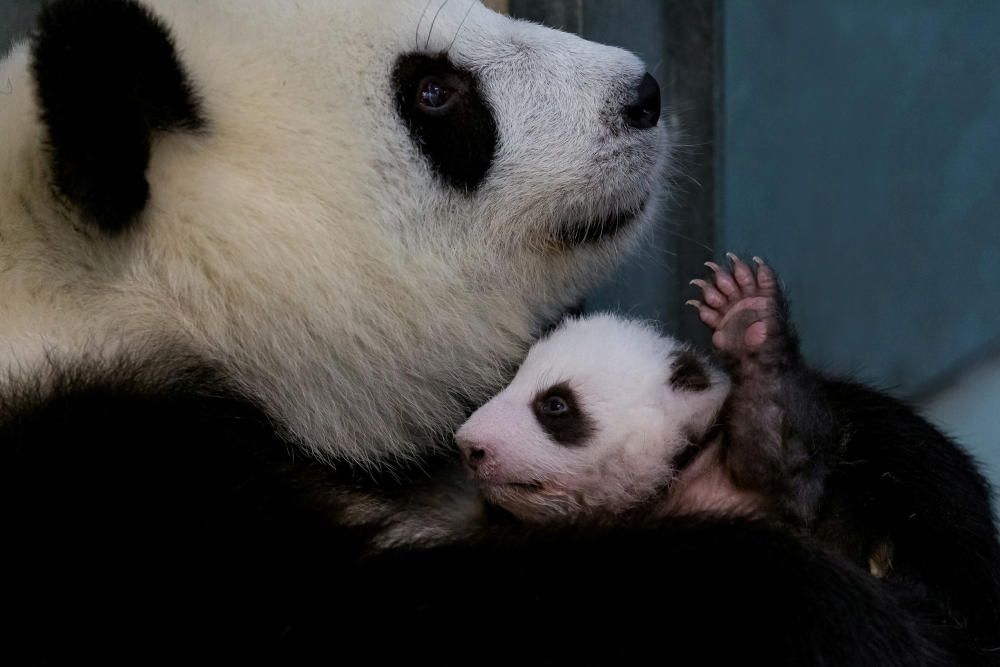 A handout photo shows female Chinese panda bear ...