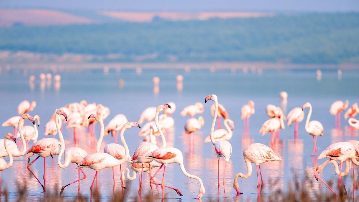 Este paraíso de flamencos rosas se encuentra en Málaga y es uno de los parques naturales más grandes de la región