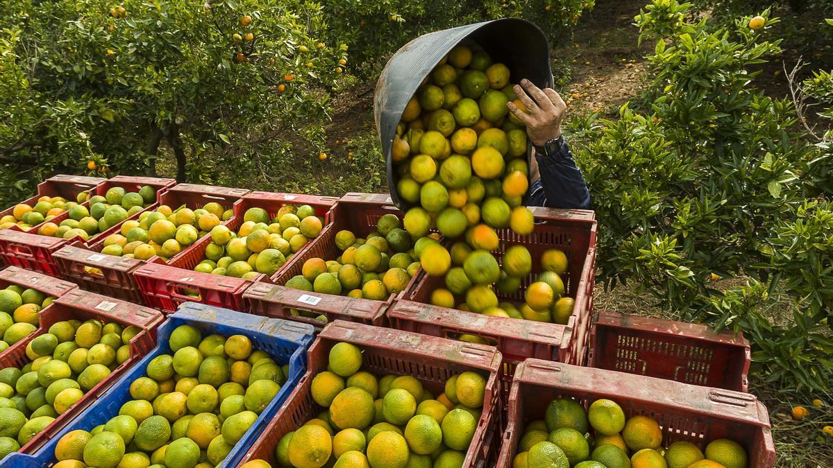 Foto de archivo de un 'collidor' abocando naranjas a una caja.