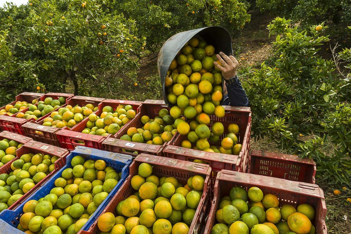 Foto de archivo de un 'collidor' abocando naranjas a una caja.
