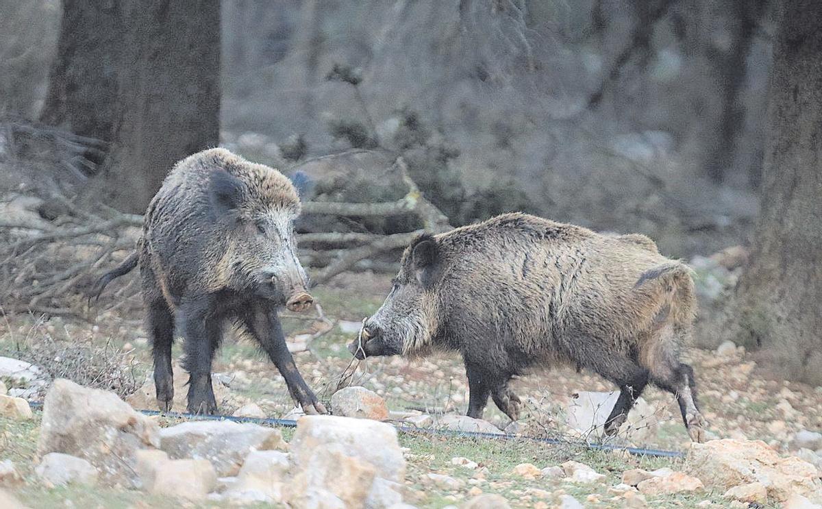 Dos jabalíes, en una foto de archivo.